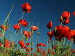 FIELD OF POPPIES