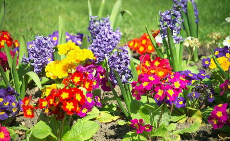 GARDEN OF COLOURS - purples, pretty, flowers, red