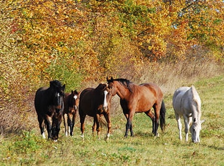 HORSES IN AUTUMN - horses, feeding, walking, autumn