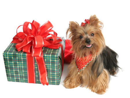 A gift with Heart ~♥~ - heart, fashion, dog, entertainment, light, faith, joy, peace, tiny, pet, hope, red ribbon, forever, small, present, lovely, love, sweet, christmas, green, gift