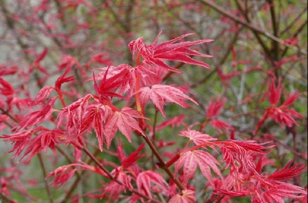 japanese maple leaves - nature, maple, red, leaves, plants