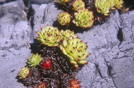 CACTI - succulent, pretty, cactus, rocks