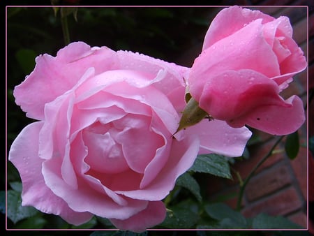 wet pink rose - delecate, nature, pink, plant, blooms, lovely, rose, flower