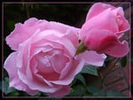 wet pink rose