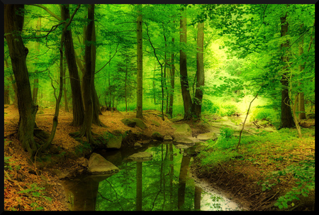 green forest - trees, water, nature, green, lake, forest