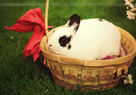 cute bunny - rabbit, funny, animals, cute, basket, bunny