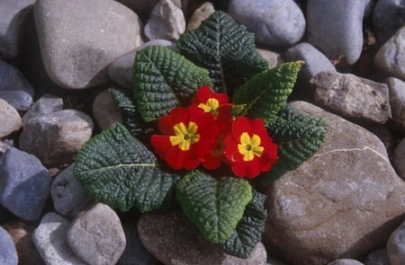 ALONE AMONGST THE STONES - alone, flower, red, green