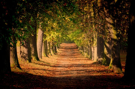 Out_of_the_darkness - nature, forest, trees, road