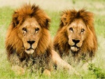 Lions