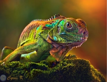 Chameleon - chameleo, cha