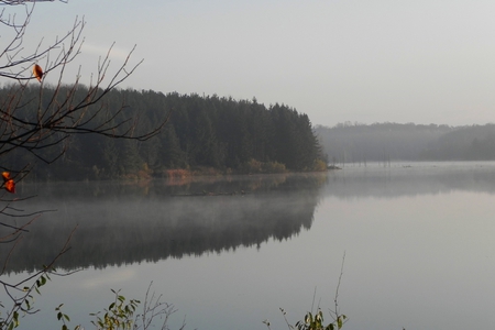 Misty Reflection - lake, water, reflection, trees, nature, mist