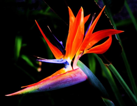 bird_of_paradise_flower - nature, color, bird, flower