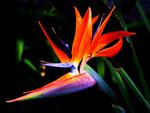 bird_of_paradise_flower