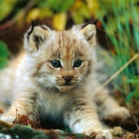 Cute animal