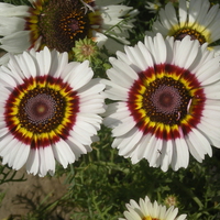 Colorful flowers