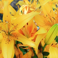 Yellow Lillies