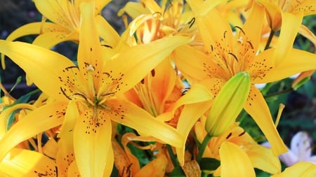 Yellow Lillies - flowers, yellow, petals, lillies