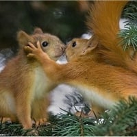 Cute squirrels