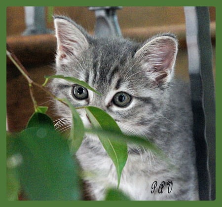 Picasso - backyard, little, kitten, cat