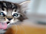 Funny cat