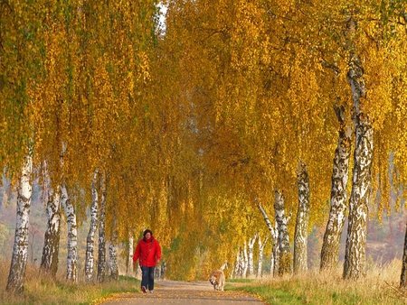 walk - yellow, dog, walk, birch, nature, autumn, red, woman, park