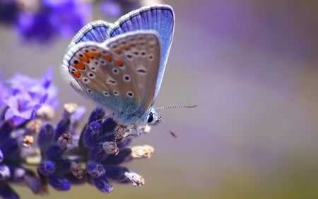 Who is No.1 Butterfly of DN, .....? - blue, beautiful, photography, beauty, photo, flowers, animal, nature, purple, view, butterfly