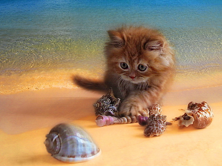 Playing with seashells - seashells, beach, fluffy, cat, kitty, water, kitten, sand, sea