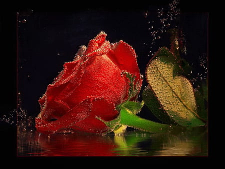 Wet red rose - red, flower, drops, rose, reflection, flowers, lonely, wet