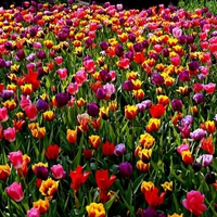 Sea of tulips