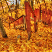 Golden autumn-HDR