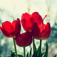 Red tulips