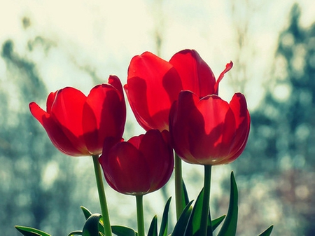 Red tulips - wonderful, flowers, tulips, sunny, beautiful, red, red tulips, beauty