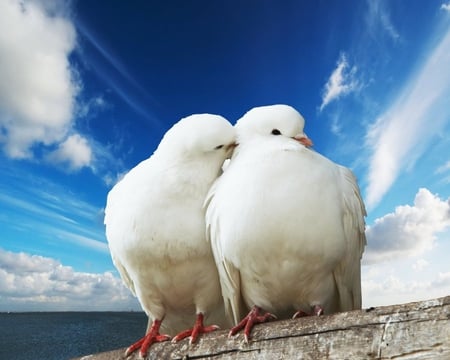 LOVE - irds, white, animals, dove