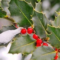 Holly & Snow