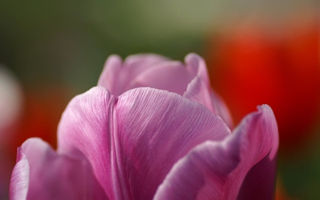 purple-tulip-petals - beautiful, photography, beauty, photo, flower, tulip, flowers, tulips, nature, purple