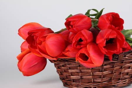 For JACQELINEla!!! - beauty, nice, photography, delicate, tulips, great, bouquet, basket, still life, amazing, cool, pretty, harmony, lovely, beautiful, red, tulip, photo, elegantly