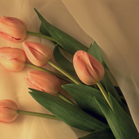 â™¥ Birthday Tulips for JACQELINEla â™¥