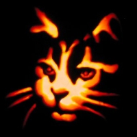 Halloween cat