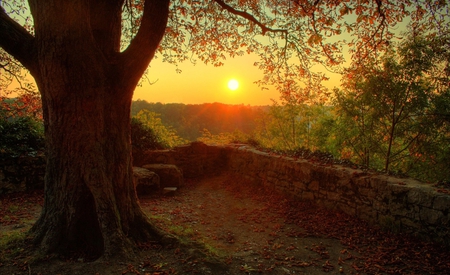 Sunset - nature, big, tree, sunset