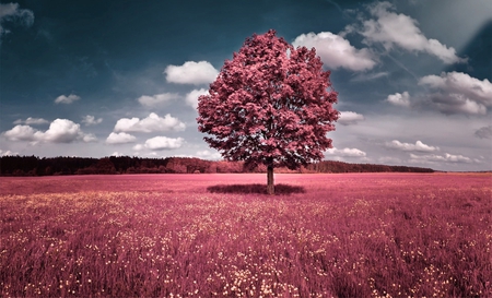 Tree - cloud, flowers, nature, tree