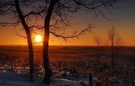 Sunset - nature, snow, winte, tree, sunset