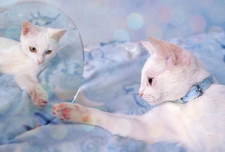 the creation of cats - laying, white, mirror, kitten, funny, cute, cats, adorable, nice, animals, kitty