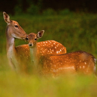 Beauty in the grass