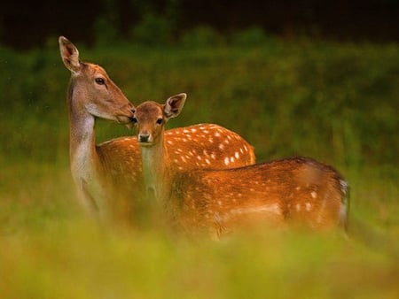 Beauty in the grass - white, brown, doe, spotted, fawn, grass, deer