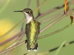 Hummingbird Resting