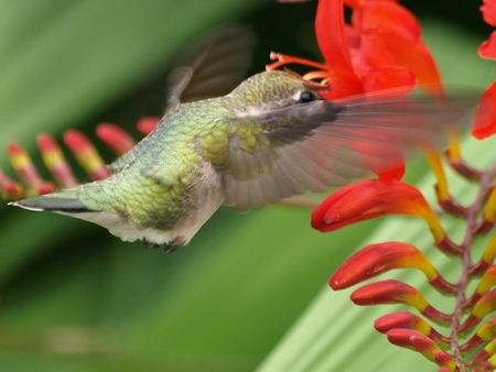 Flying in to Get the Necture - stem, bird, flower, hummingbird