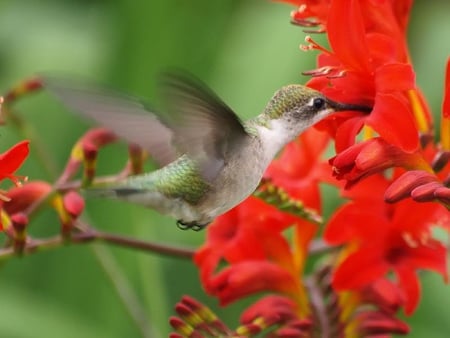 Got It - orange, stem, flower, hummingbird