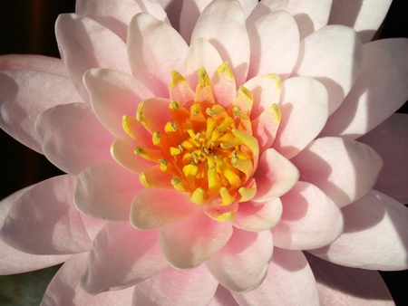 Pale Pink Waterlily - water, pale, flower, pink