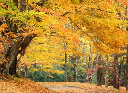 Autumn - forest, nature, autumn, other