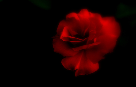 Red Rose - pretty, black, classic, motion blur, beauty, cool